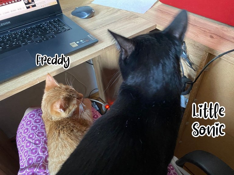 Freddy and Little Sonic on my lap.jpg