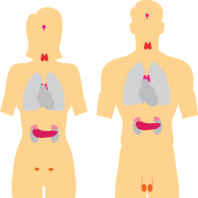 endocrine-system-g35012beaf_640.png