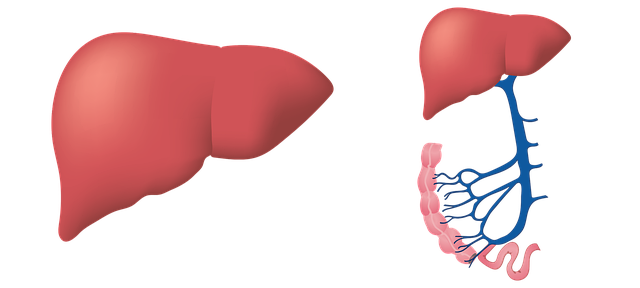 liver-gfed9fce19_640.png