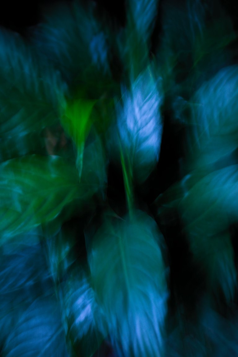 leaf_3.jpg