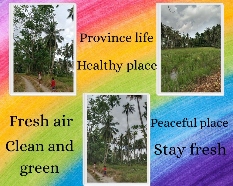 A fresh and clean place to live- I always choose to live in province: have beautiful trees and fresh air clean place