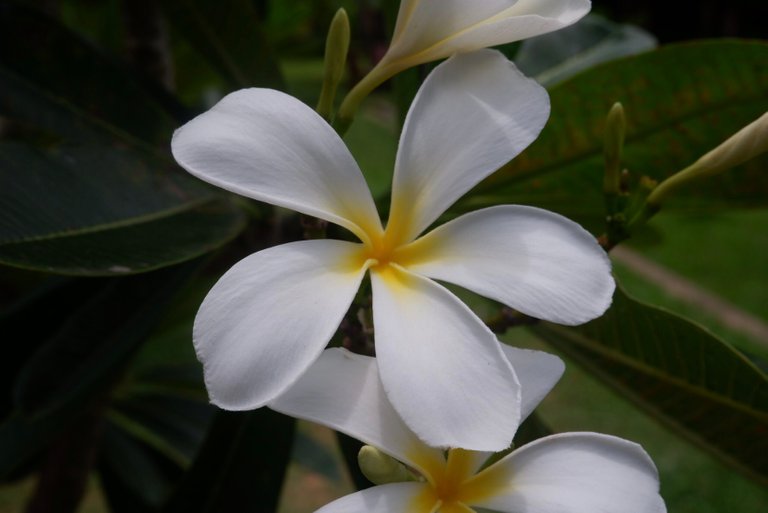 Plumeria Flowers - Pka Champei