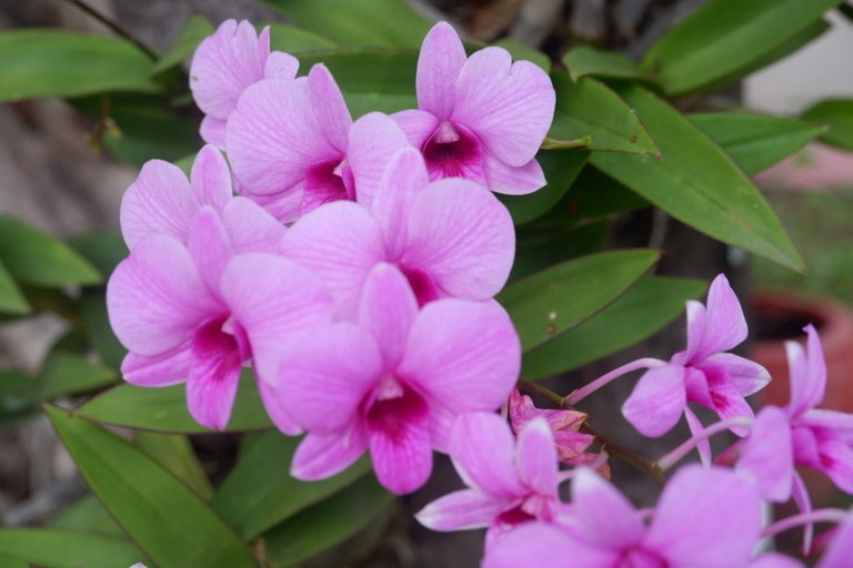 Pink Orchid Dendrobium