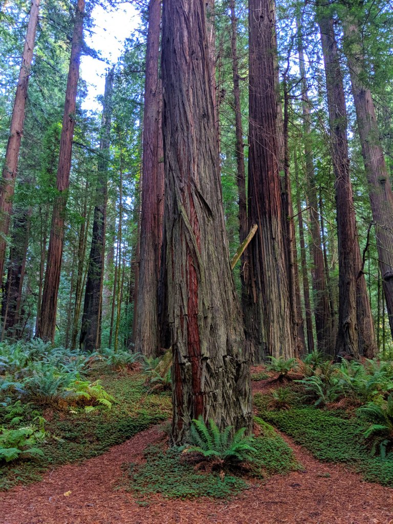 4a redwood forest 3.jpg