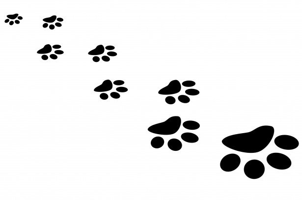 pawprints1369754041WaV.jpg