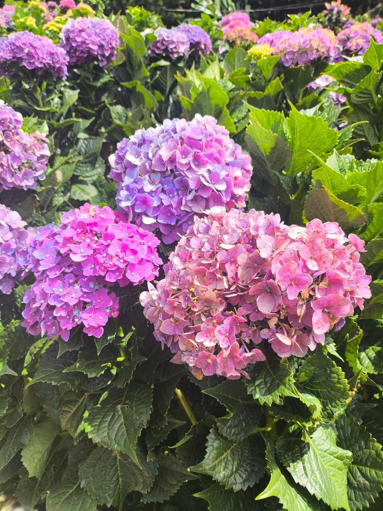 485977083_686171040572810_4024674646206960062_n.jpg