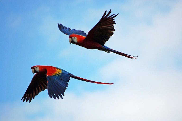 parrots-1612070_1280.jpg