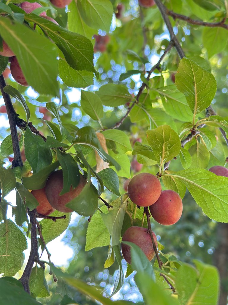 IMG_0912.jpeg
