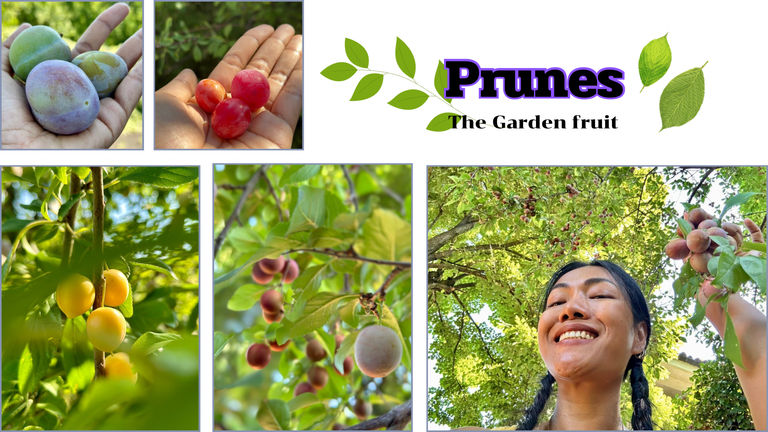Prunes.png