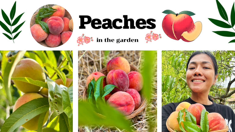 Peaches in the garden.png