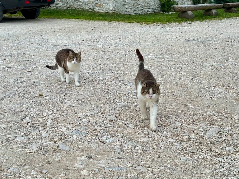 IMG_5038.jpeg
