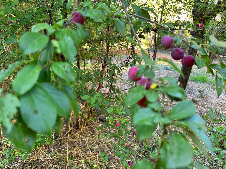 IMG_3543.jpeg