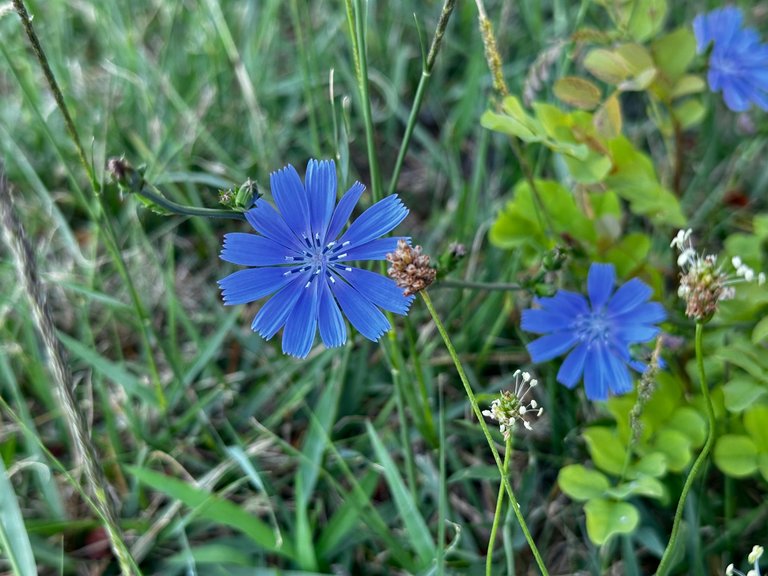 IMG_2904.jpeg