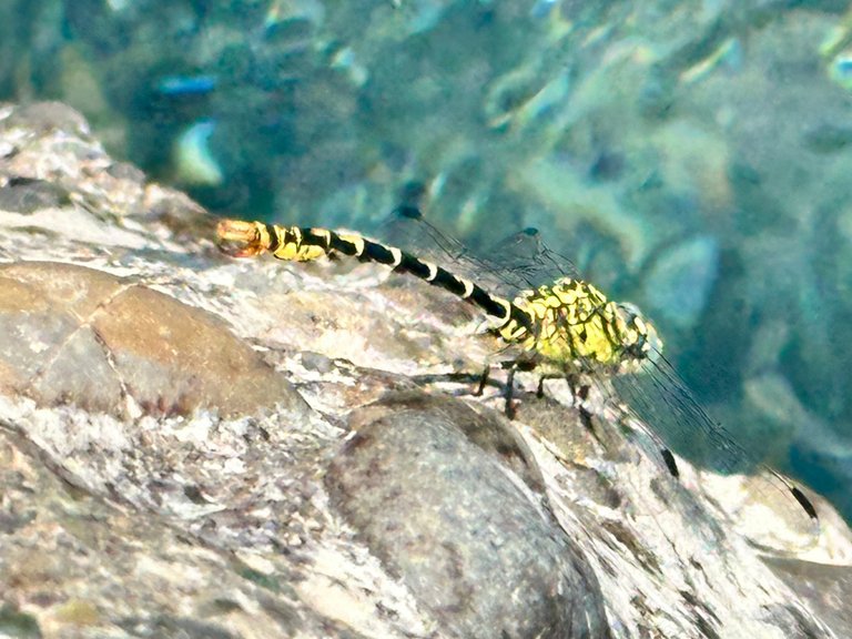 IMG_1361.jpeg