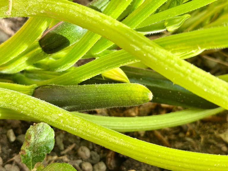 IMG_3209.jpeg