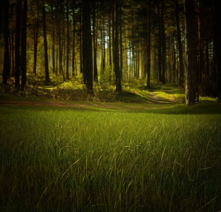 grass-315184_1280.jpg
