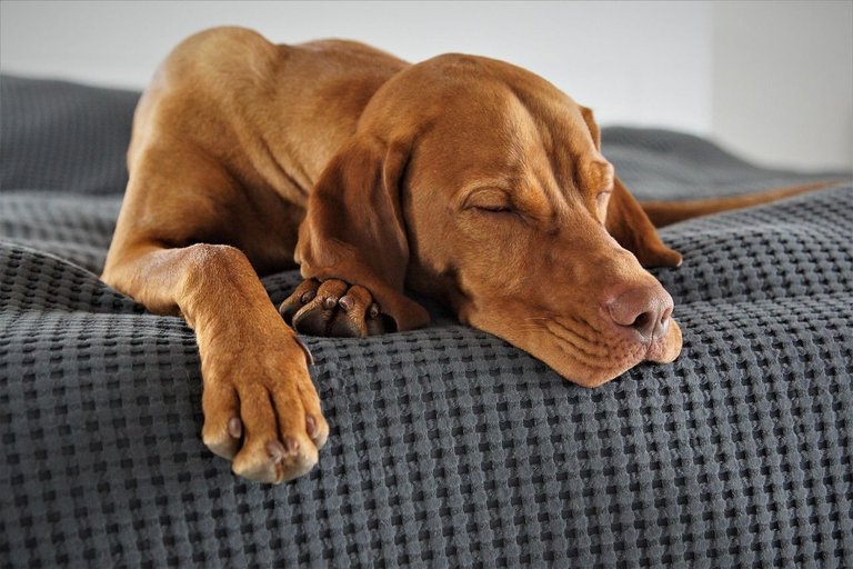 domestic-animal-5173354_1280.jpg