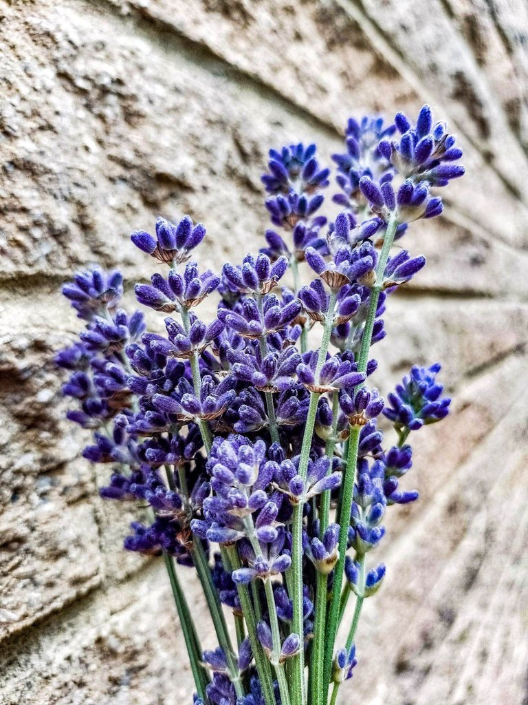 nice lavender.jpg