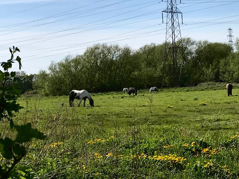 meadows 1.jpg