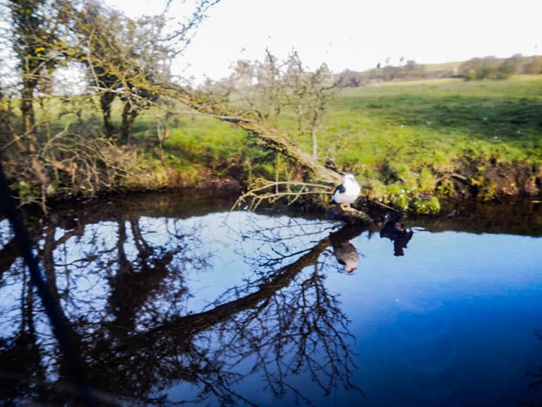 canal reflection shot.jpg