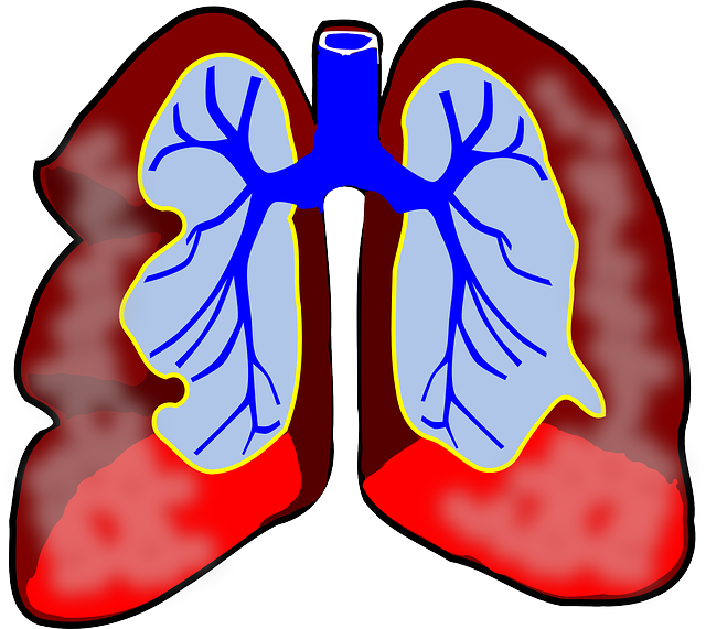 lungs39981_640.png