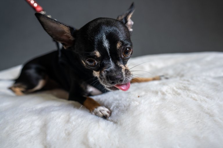 CHACHI-02721_smaller.jpg
