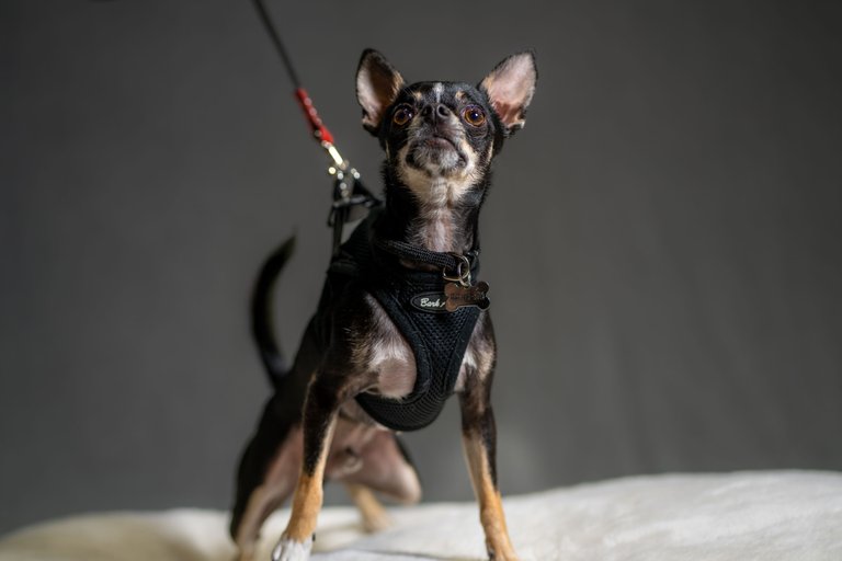 CHACHI-02667.jpg