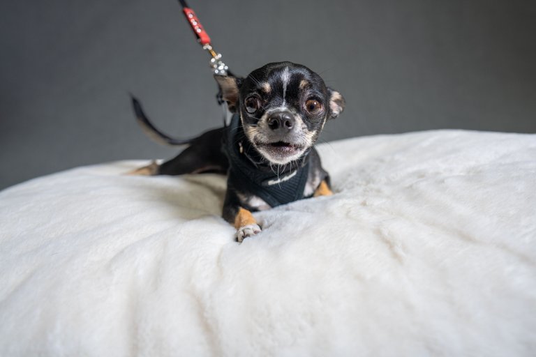 CHACHI-02718_smaller.jpg
