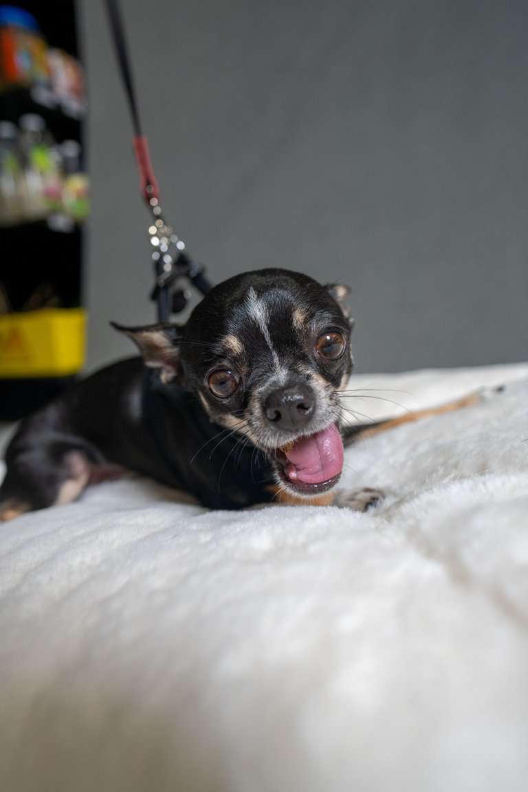 CHACHI-02708_smaller.jpg