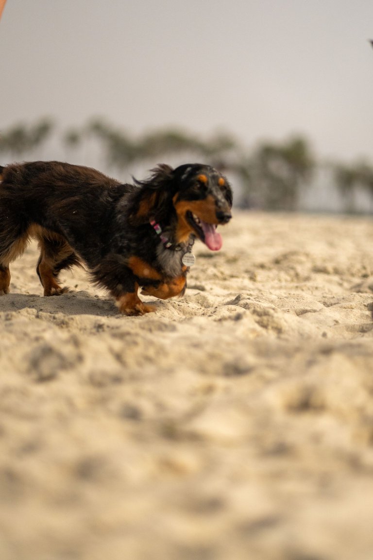 SMOKEY-02351.jpg