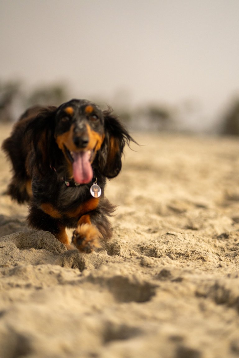 SMOKEY-02353.jpg