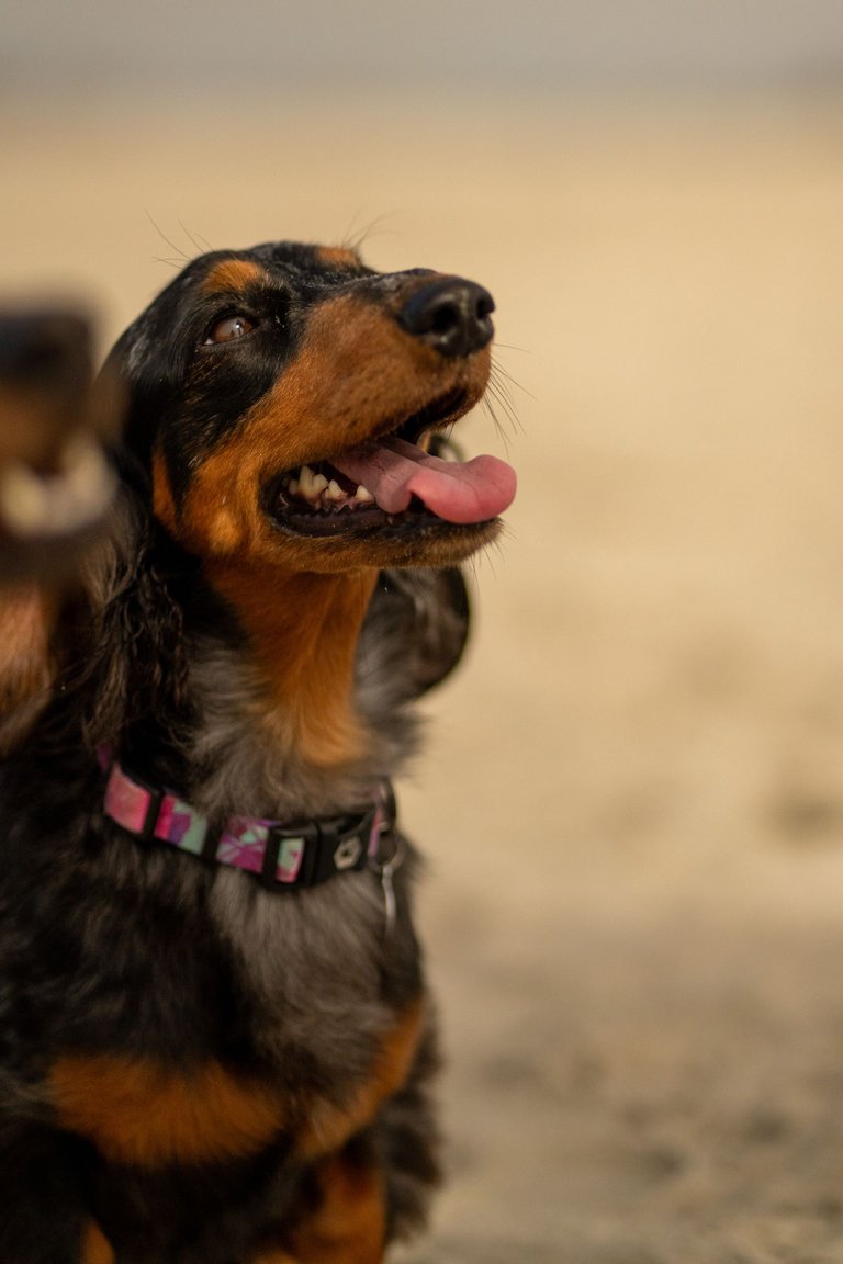 SMOKEY-02357.jpg