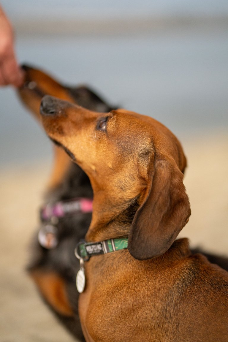 SMOKEY-02381.jpg