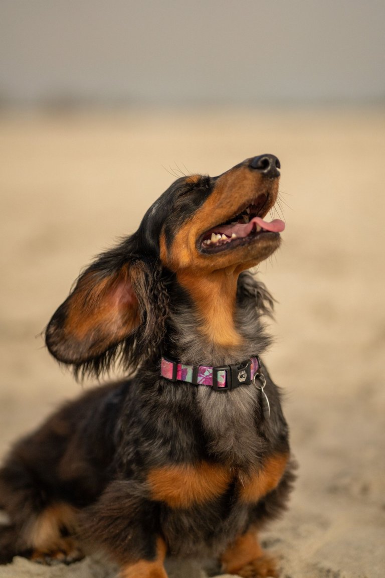 SMOKEY-02355.jpg