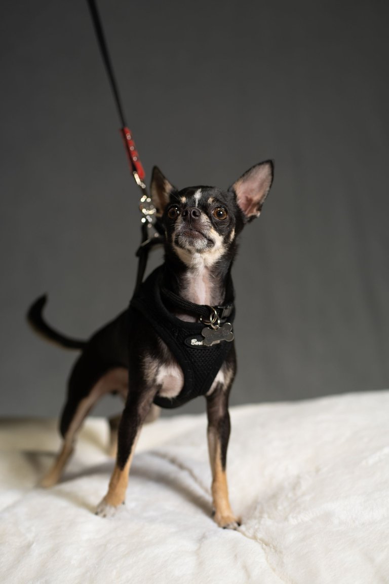 CHACHI-02671.jpg