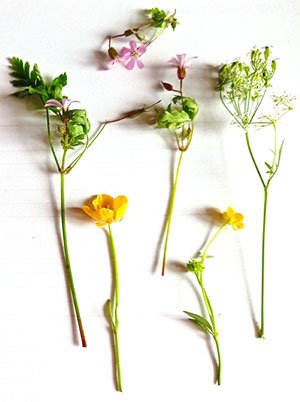 flowers-on-paper.jpg