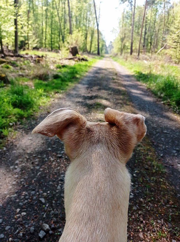 chaser-in-the-forest-watching.jpg