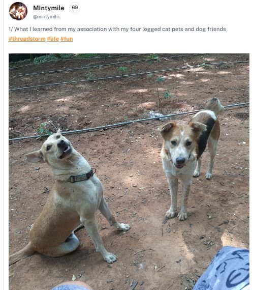 pet.jpg