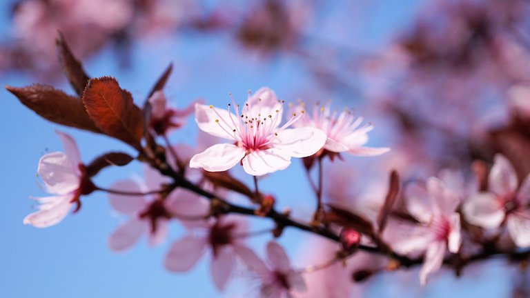 cherryblossom3308735_1920.jpg