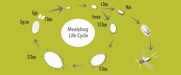 life-cycle-of-mealybugs.jpg