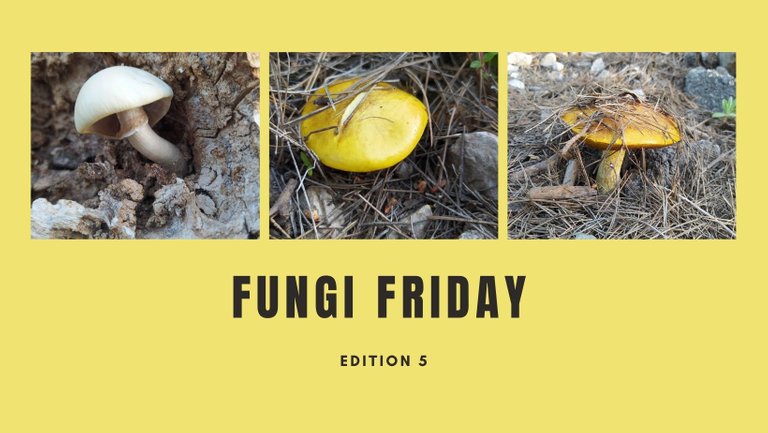 Fungi Friday edition 5.jpg