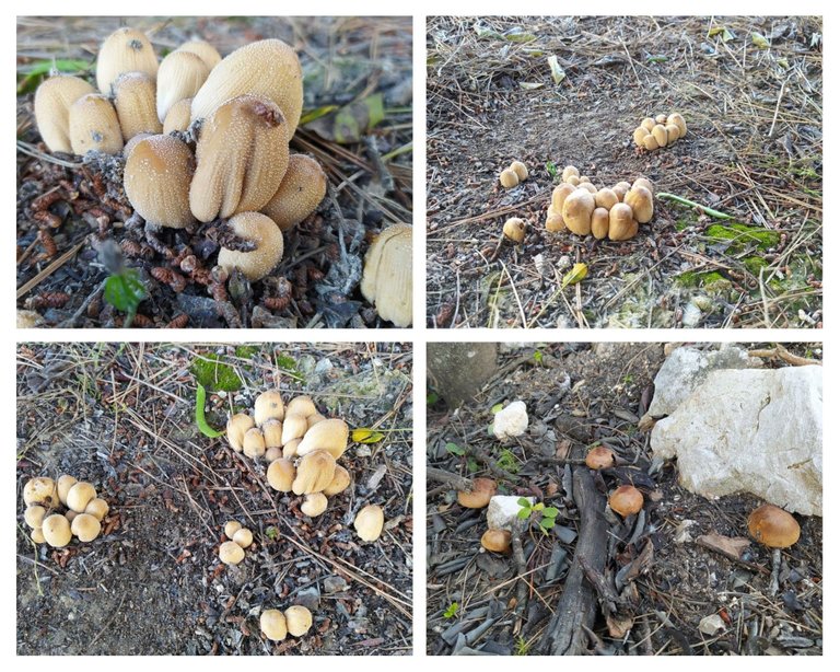 mushrooms1.jpg