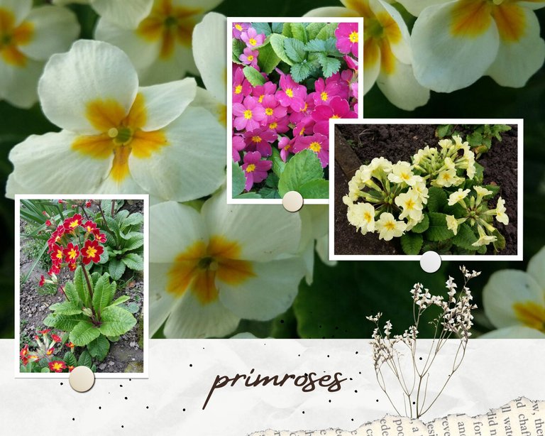 primroses.jpg