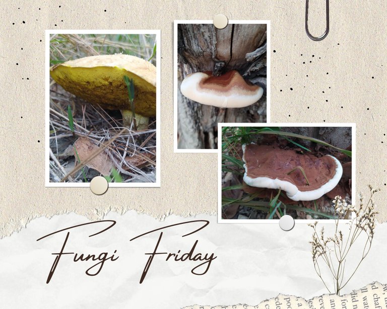 FungiFriday.jpg