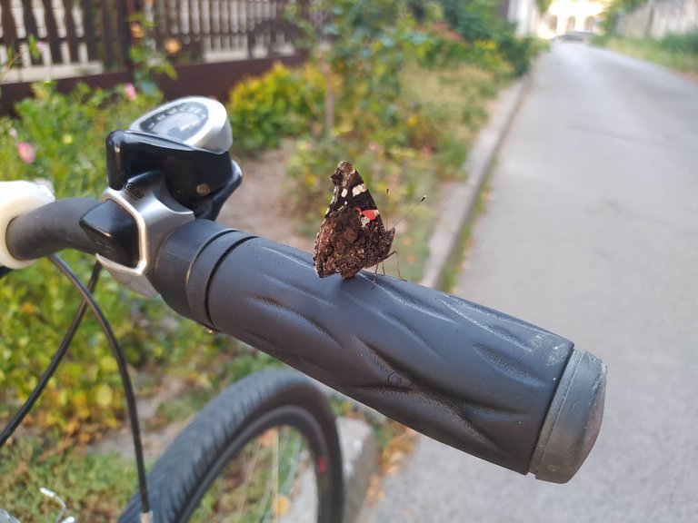 A discovery, a butterfly and a bit of dust...