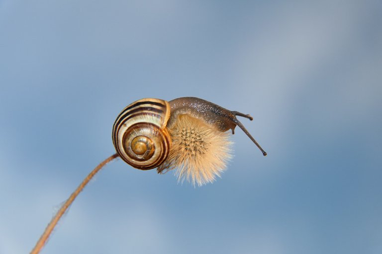 snail-g4f7811436_1920.jpg