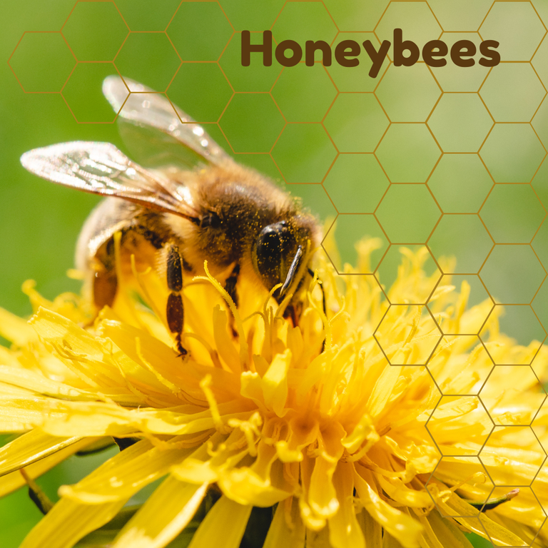 Honeybees_20240519_222909_0000.png