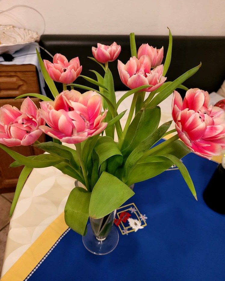 tulpe.jpg