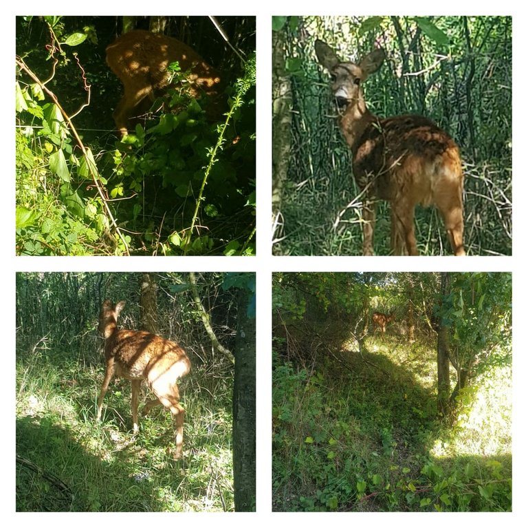 My lovely Bambi