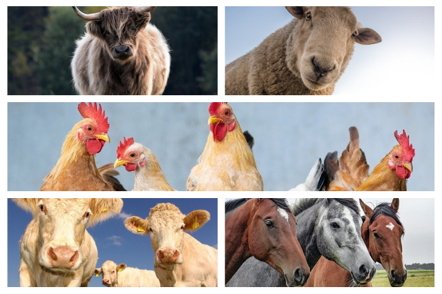 collage animales.png